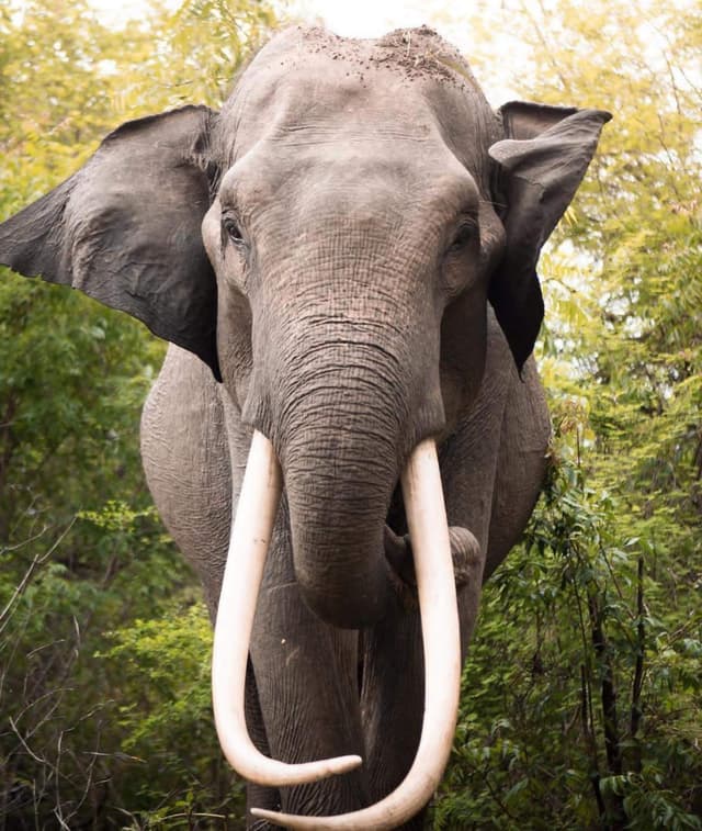 /clients/image_ (20).jpeg - Book a taxi with a driver in Sri Lanka for hassle-free travel. Discover amazing tour packages and explore the beauty of Sri Lanka
