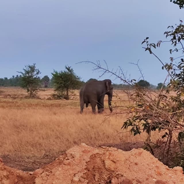 /clients/image_ (73).jpeg - Book a taxi with a driver in Sri Lanka for hassle-free travel. Discover amazing tour packages and explore the beauty of Sri Lanka